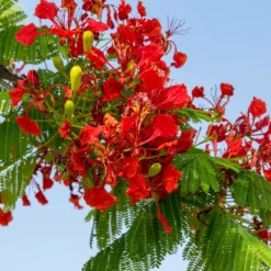 Fast Growing Trees Red Flowers Royal Poinciana Tree 8 Fast Growing Trees Red Flowers Royal Poinciana Tree