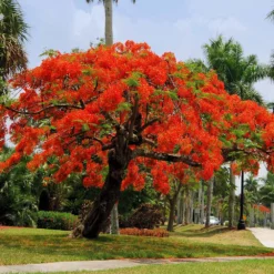 Fast Growing Trees Red Flowers Royal Poinciana Tree