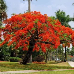 Fast Growing Trees Red Flowers Royal Poinciana Tree