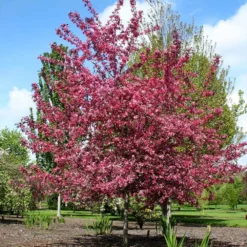 Fast Growing Trees Royal Raindrops® Crabapple Tree Crabapple Trees 11 Fast Growing Trees Royal Raindrops® Crabapple Tree Crabapple Trees