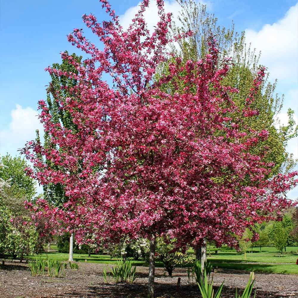 Fast Growing Trees Royal Raindrops® Crabapple Tree Crabapple Trees 6 Fast Growing Trees Royal Raindrops® Crabapple Tree Crabapple Trees