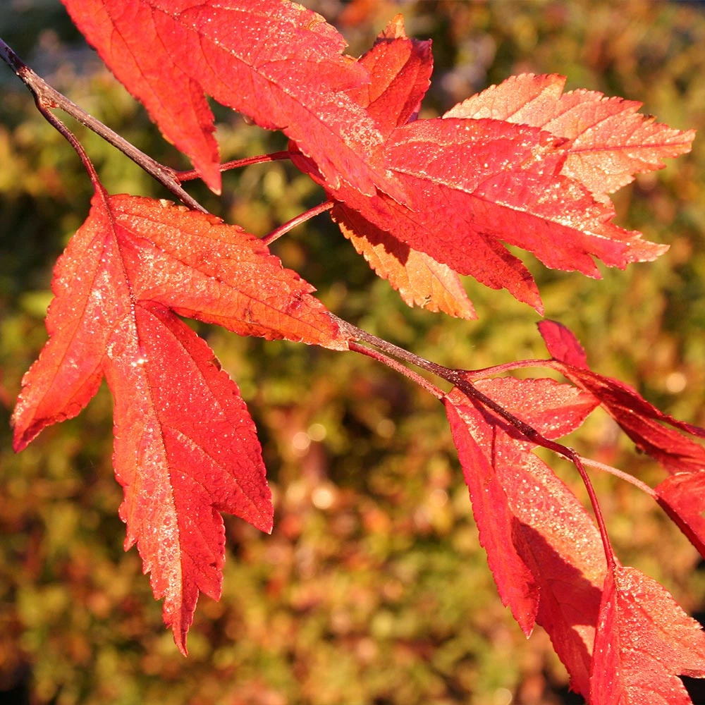 Fast Growing Trees Royal Raindrops® Crabapple Tree Crabapple Trees 8 Fast Growing Trees Royal Raindrops® Crabapple Tree Crabapple Trees