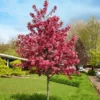 Fast Growing Trees Royal Raindrops® Crabapple Tree Crabapple Trees 2 Fast Growing Trees Royal Raindrops® Crabapple Tree Crabapple Trees