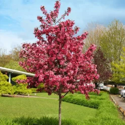Fast Growing Trees Royal Raindrops® Crabapple Tree Crabapple Trees