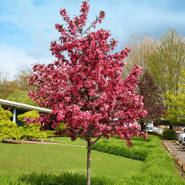 Fast Growing Trees Royal Raindrops® Crabapple Tree Crabapple Trees 3 Fast Growing Trees Royal Raindrops® Crabapple Tree Crabapple Trees