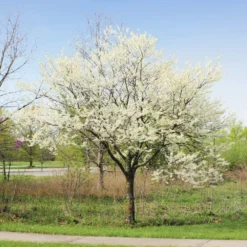 Fast Growing Trees Redbud Trees Royal White Redbud Tree