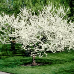 Fast Growing Trees Redbud Trees Royal White Redbud Tree