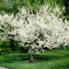 Fast Growing Trees Redbud Trees Royal White Redbud Tree 1 Fast Growing Trees Redbud Trees Royal White Redbud Tree