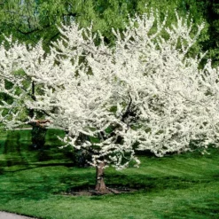 Fast Growing Trees Redbud Trees Royal White Redbud Tree
