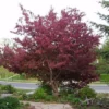 Fast Growing Trees Royalty Crabapple Tree 2 Fast Growing Trees Royalty Crabapple Tree
