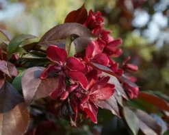 Fast Growing Trees Royalty Crabapple Tree