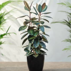 Fast Growing Trees Rubber Plant (Ficus) Air Purifying House Plants
