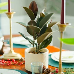 Fast Growing Trees Rubber Plant (Ficus) Air Purifying House Plants