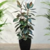 Fast Growing Trees Rubber Plant (Ficus) Air Purifying House Plants