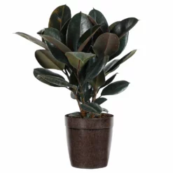 Fast Growing Trees Rubber Plant (Ficus) Air Purifying House Plants