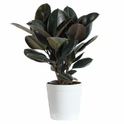 Fast Growing Trees Rubber Plant (Ficus) Air Purifying House Plants