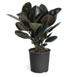 Fast Growing Trees Rubber Plant (Ficus) Air Purifying House Plants