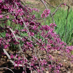 Fast Growing Trees Redbud Trees Ruby Falls Redbud Tree