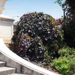 Fast Growing Trees Redbud Trees Ruby Falls Redbud Tree