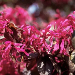 Fast Growing Trees Ruby Loropetalum