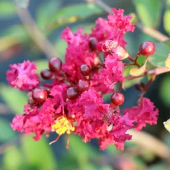 Fast Growing Trees Ruby Prince™ Emerald Empire® Crape Myrtle Tree