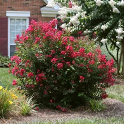 Fast Growing Trees Ruby Prince™ Emerald Empire® Crape Myrtle Tree
