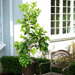 Fast Growing Trees Citrus Trees Ruby Red Grapefruit Tree