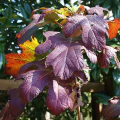 Fast Growing Trees Ruby Slippers Hydrangea Shrub 9 Fast Growing Trees Ruby Slippers Hydrangea Shrub