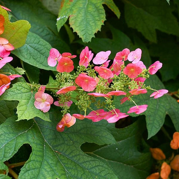Fast Growing Trees Ruby Slippers Hydrangea Shrub 3 Fast Growing Trees Ruby Slippers Hydrangea Shrub