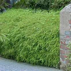 Fast Growing Trees Rufa Bamboo Plant