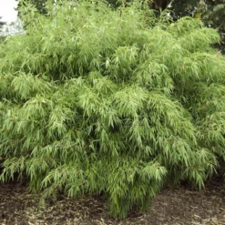 Fast Growing Trees Rufa Bamboo Plant