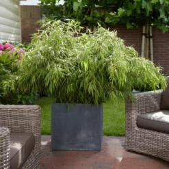 Fast Growing Trees Rufa Bamboo Plant