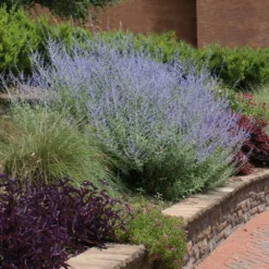 Fast Growing Trees See All Shrubs & Hedges Russian Sage 7 Fast Growing Trees See All Shrubs & Hedges Russian Sage