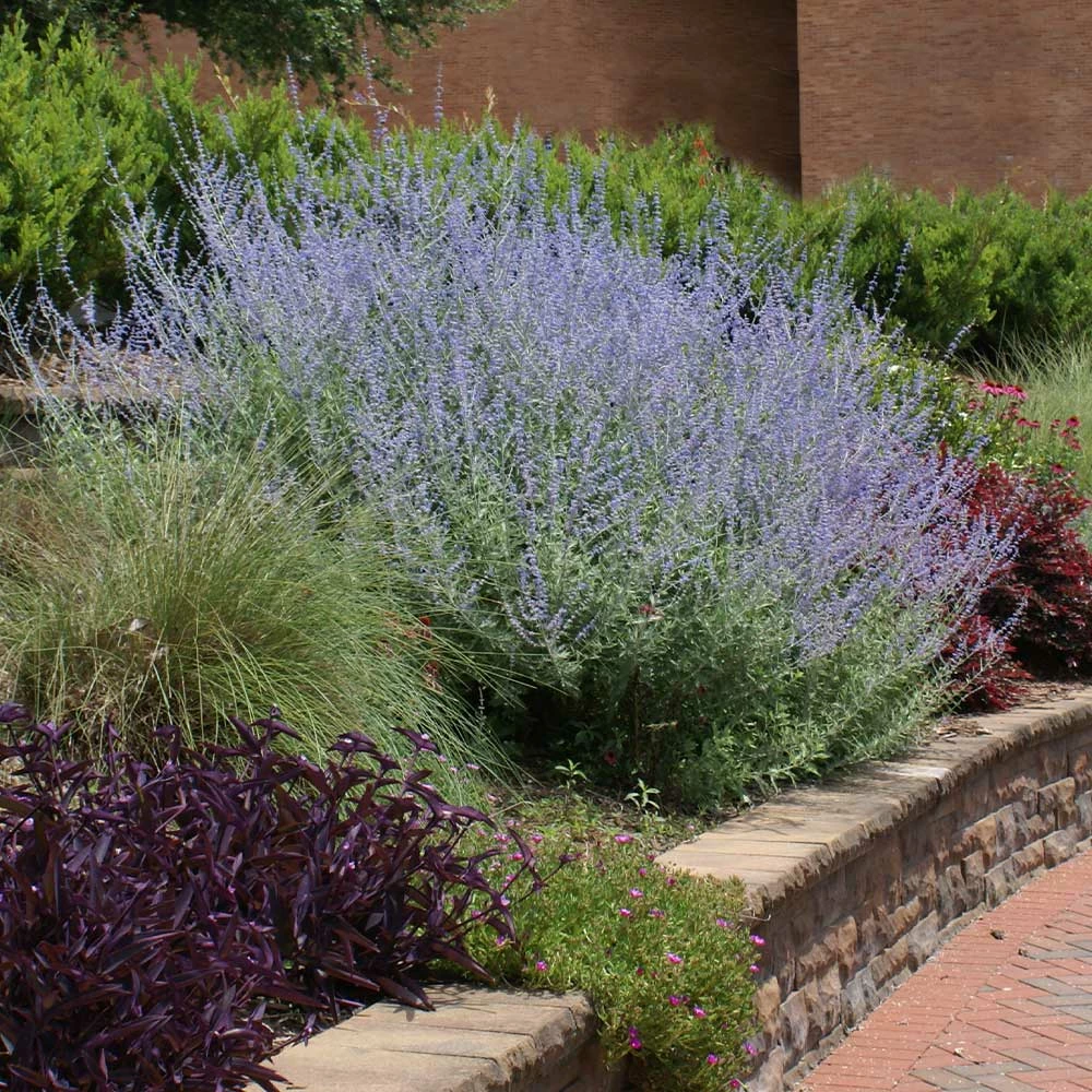Fast Growing Trees See All Shrubs & Hedges Russian Sage 5 Fast Growing Trees See All Shrubs & Hedges Russian Sage