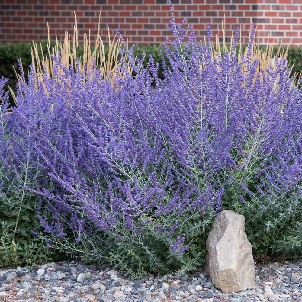 Fast Growing Trees See All Shrubs & Hedges Russian Sage 4 Fast Growing Trees See All Shrubs & Hedges Russian Sage