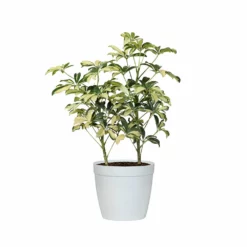 Fast Growing Trees Variegated Dwarf Umbrella Tree - Schefflera Trinette See All House & Patio