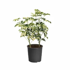 Fast Growing Trees Variegated Dwarf Umbrella Tree - Schefflera Trinette See All House & Patio