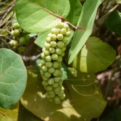 Fast Growing Trees Grape Vines Sea Grape Bush