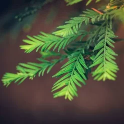 Fast Growing Trees See All Evergreen & Privacy Trees Sequoia Tree