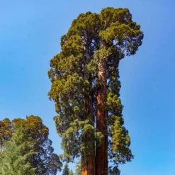 Fast Growing Trees See All Evergreen & Privacy Trees Sequoia Tree