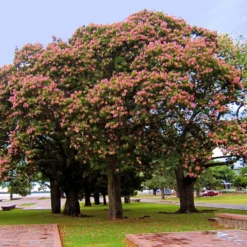 Fast Growing Trees Pink Flowers Pink Silk Floss Tree