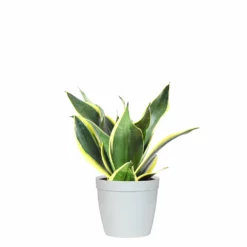 Fast Growing Trees Air Purifying House Plants Snake Plant 53 Fast Growing Trees Air Purifying House Plants Snake Plant