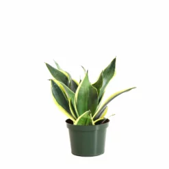 Fast Growing Trees Air Purifying House Plants Snake Plant 58 Fast Growing Trees Air Purifying House Plants Snake Plant