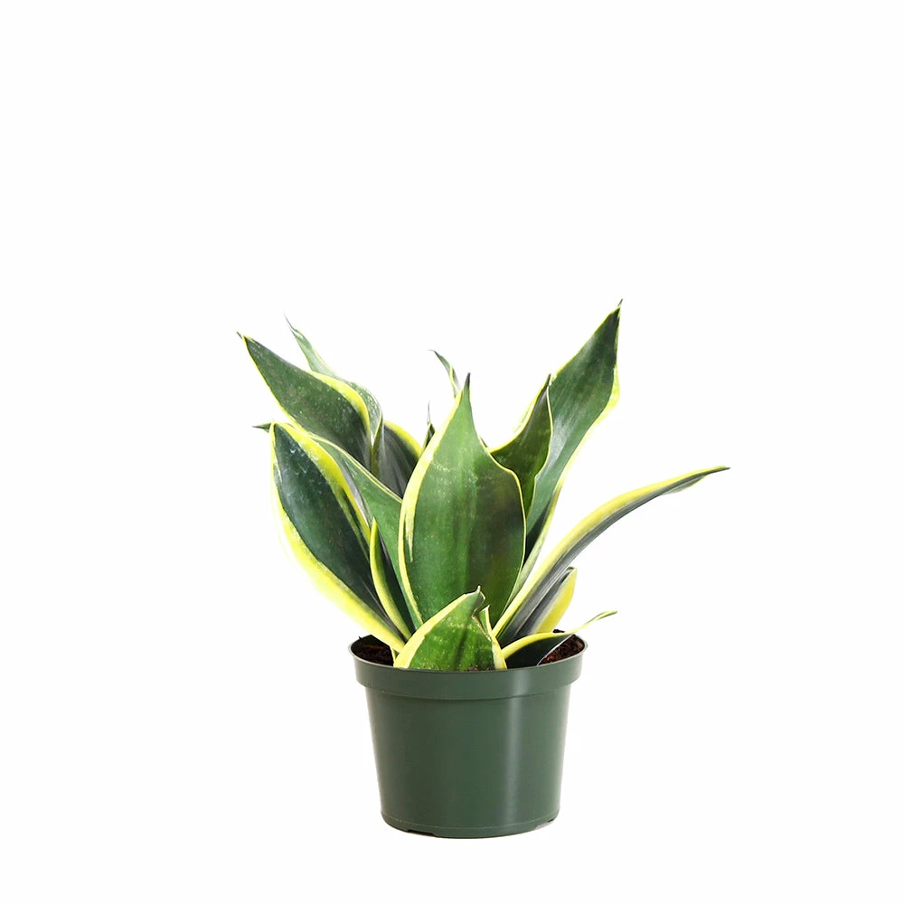 Fast Growing Trees Air Purifying House Plants Snake Plant 30 Fast Growing Trees Air Purifying House Plants Snake Plant