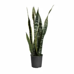 Fast Growing Trees Air Purifying House Plants Snake Plant 51 Fast Growing Trees Air Purifying House Plants Snake Plant