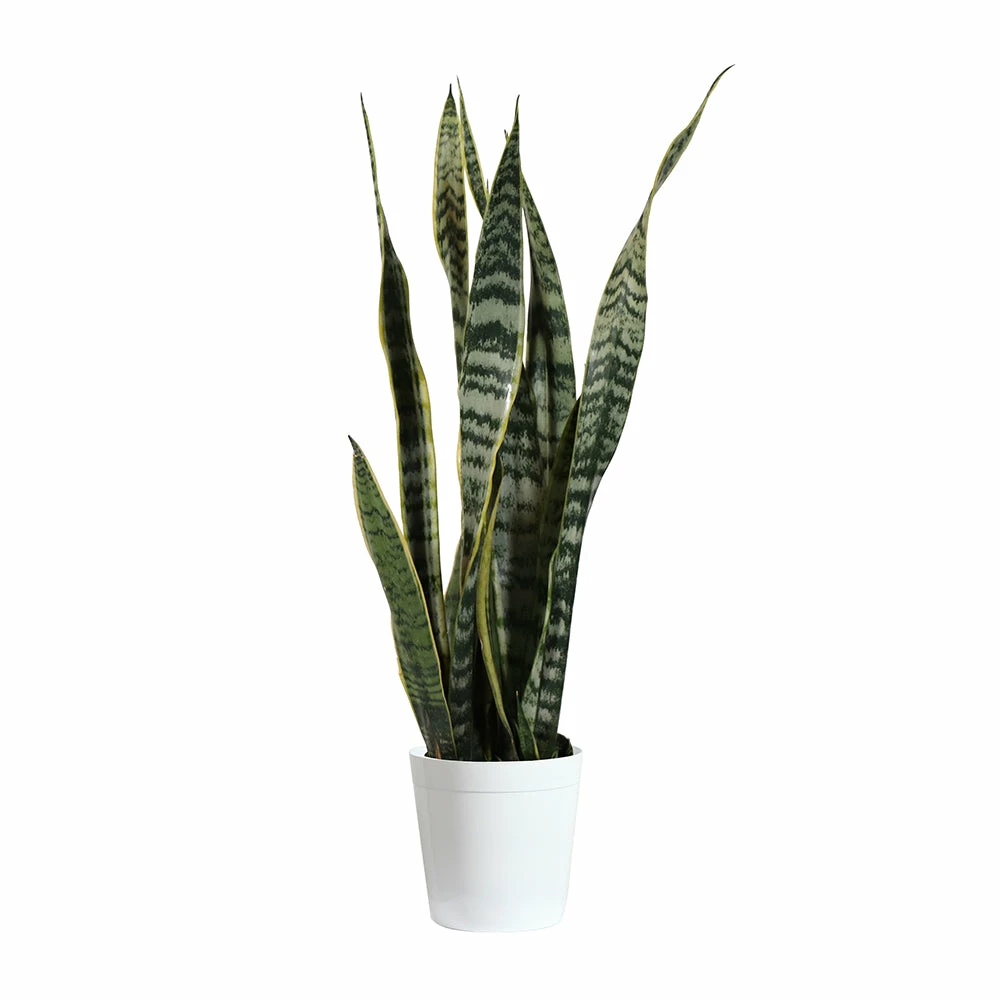 Fast Growing Trees Air Purifying House Plants Snake Plant 29 Fast Growing Trees Air Purifying House Plants Snake Plant