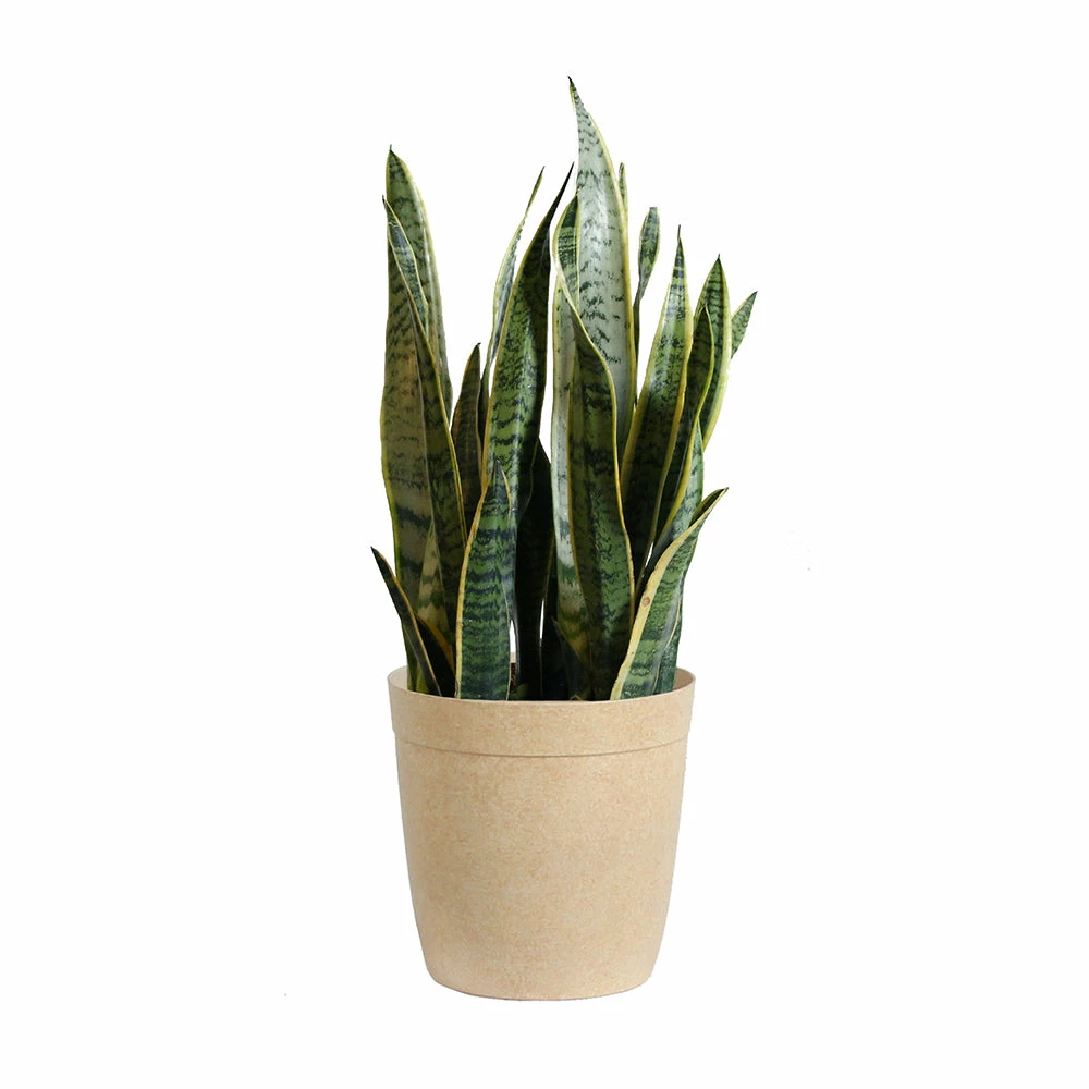 Fast Growing Trees Air Purifying House Plants Snake Plant 21 Fast Growing Trees Air Purifying House Plants Snake Plant