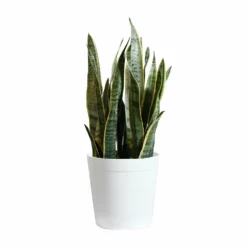 Fast Growing Trees Air Purifying House Plants Snake Plant 50 Fast Growing Trees Air Purifying House Plants Snake Plant