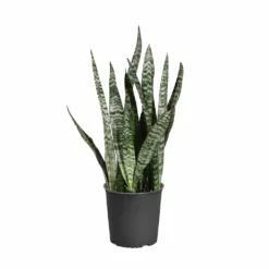 Fast Growing Trees Air Purifying House Plants Snake Plant 52 Fast Growing Trees Air Purifying House Plants Snake Plant