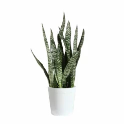 Fast Growing Trees Air Purifying House Plants Snake Plant 56 Fast Growing Trees Air Purifying House Plants Snake Plant
